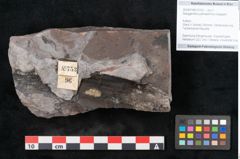 Foto (Objekt + Etikett) von Noeggerathia palmaeformis Goeppert (NHMW-GEO-2024-0188-10753)